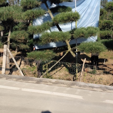 造型黑松，高度250厘米，地径10公分，冠幅250公分
