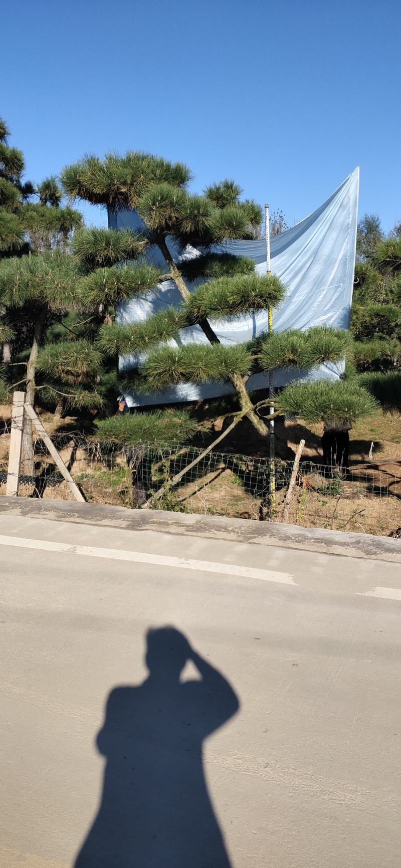 造型黑松，高度250厘米，地径10公分，冠幅250公分