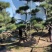 造型黑松，高度250厘米，地径10公分，冠幅250公分