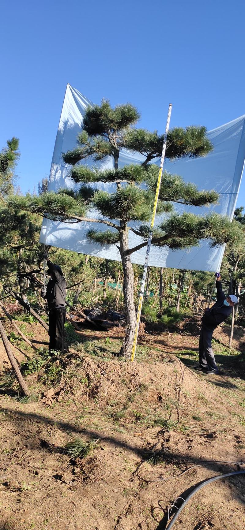 造型黑松，高度250厘米，地径10公分，冠幅250公分