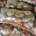 【臻实惠蔬菜】甘肃优质产品，优土豆个大品质好，一手货源，