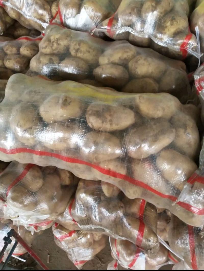 【臻实惠蔬菜】甘肃优质产品，优土豆个大品质好，一手货源，