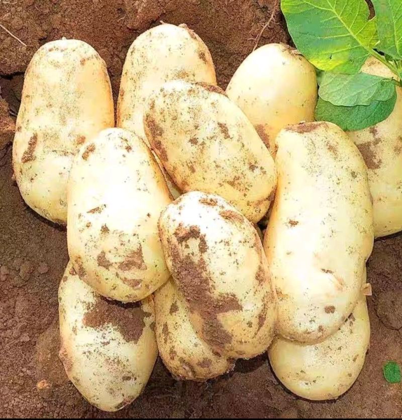 【臻实惠蔬菜】甘肃优质产品，优土豆个大品质好，一手货源，