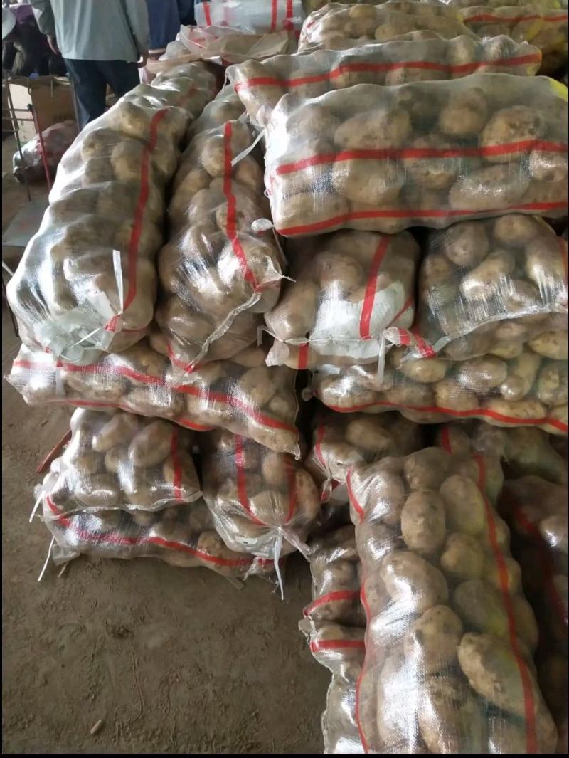 【臻实惠蔬菜】甘肃优质产品，优土豆个大品质好，一手货源，