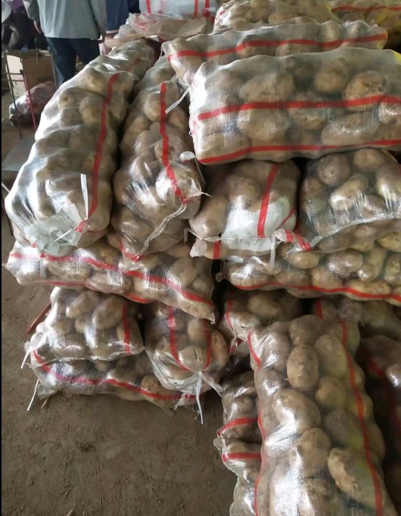 【臻实惠蔬菜】甘肃优质产品，优土豆个大品质好，一手货源，