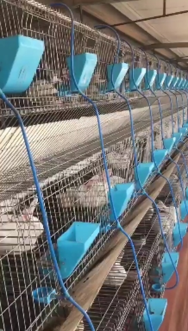 新款免清理兔笼安装完效果可以内放产箱和外挂，子母笼养殖笼