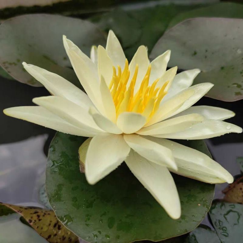 睡莲根块池塘大睡莲根茎花水培植物四季莲花盆栽水养花卉荷花