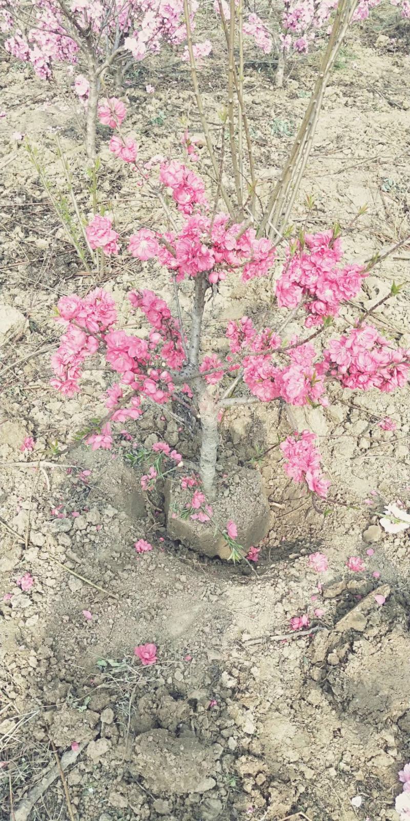 寿星桃花