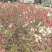寿星桃花
