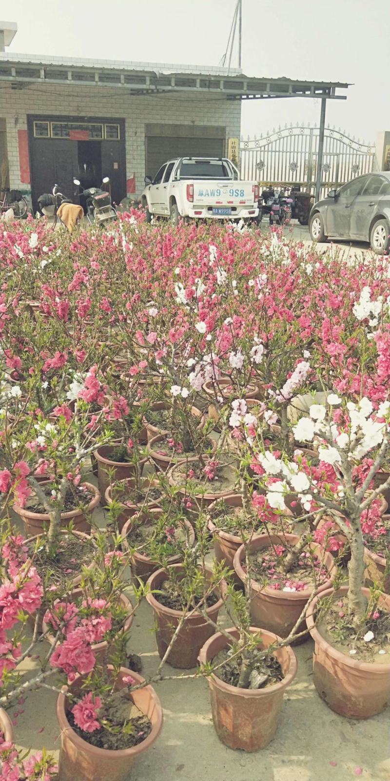寿星桃花