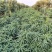 寿星桃花