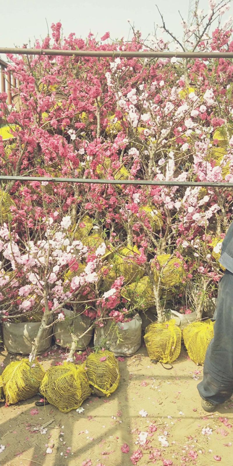 寿星桃花