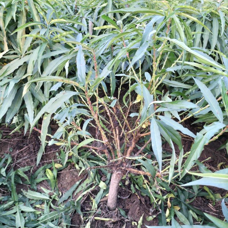 寿星桃花