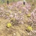 寿星桃花