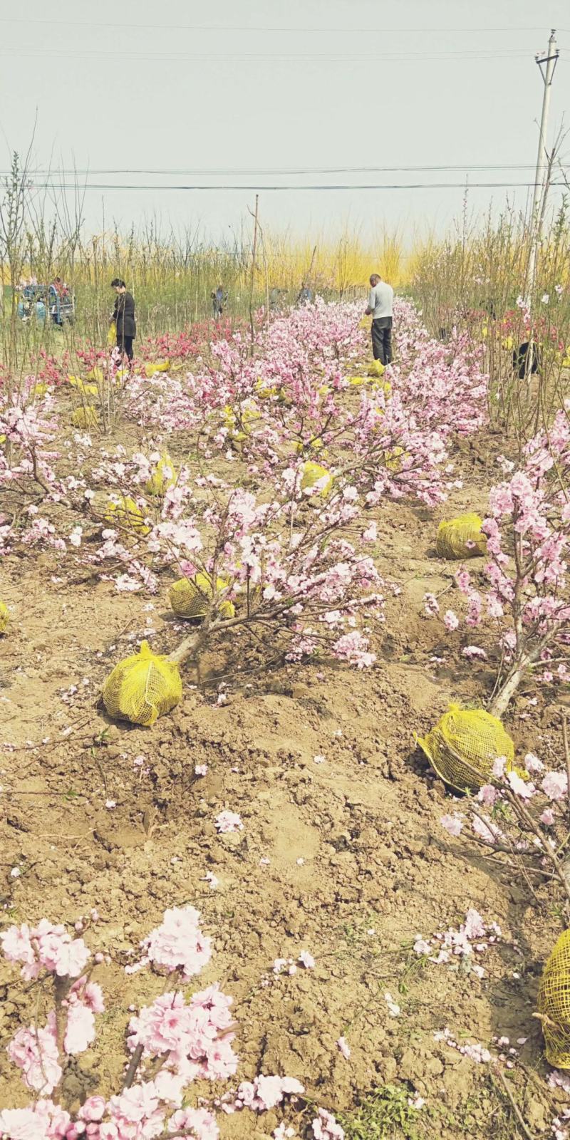 寿星桃花
