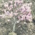 寿星桃花