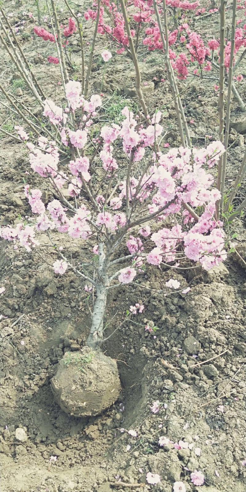 寿星桃花