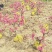 寿星桃花