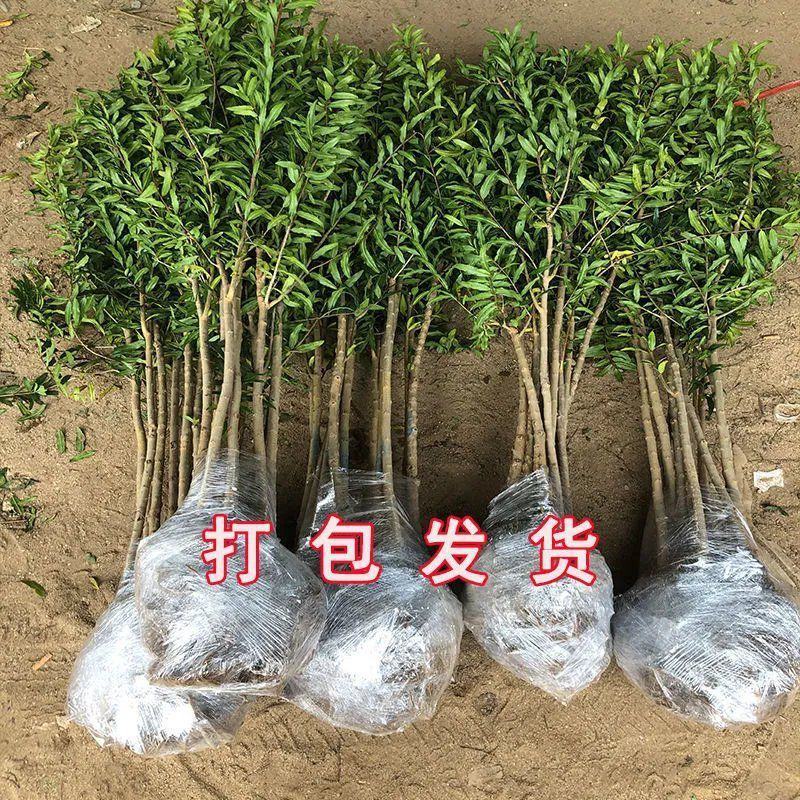 石榴树苗突尼斯软籽石榴树苗蒙阳红石榴，潘石榴品种齐全提供