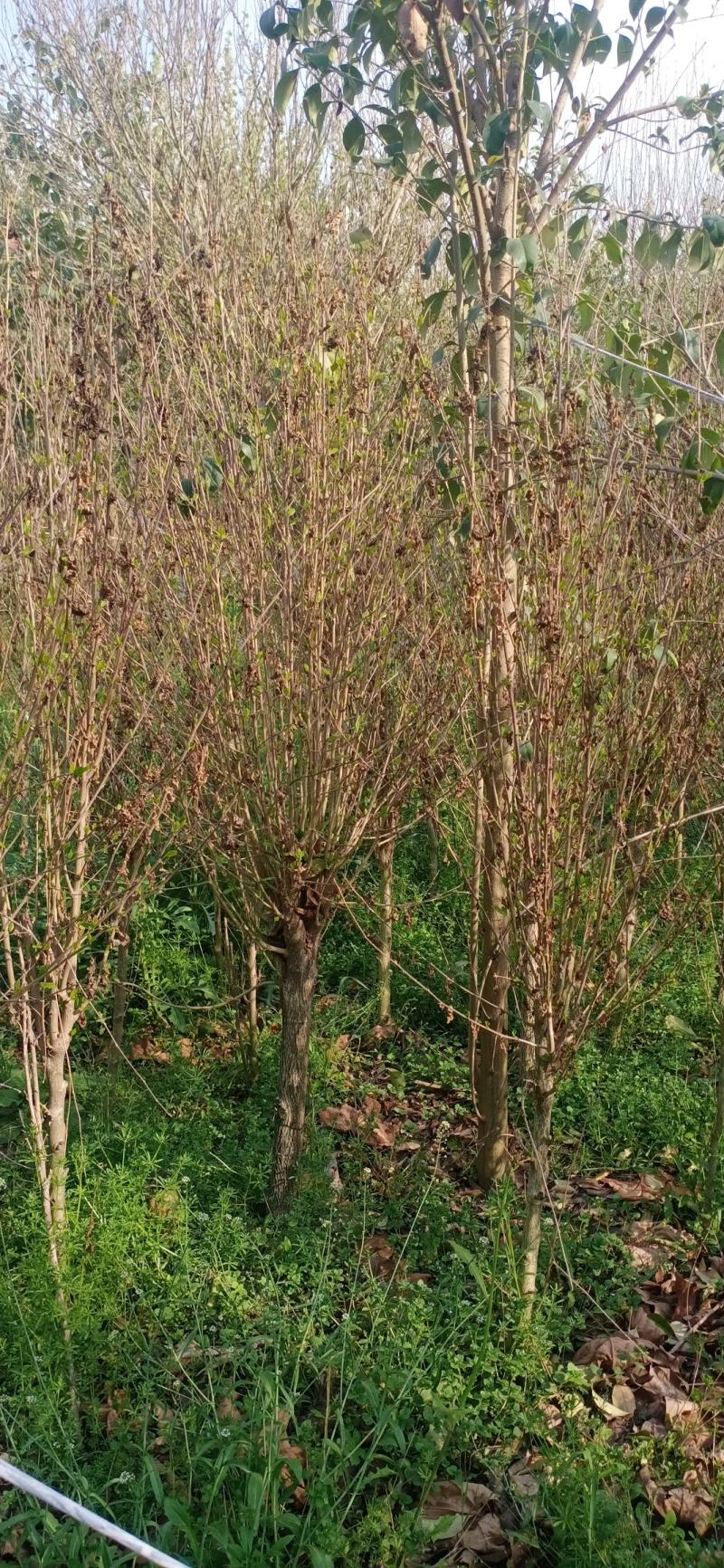 木槿
