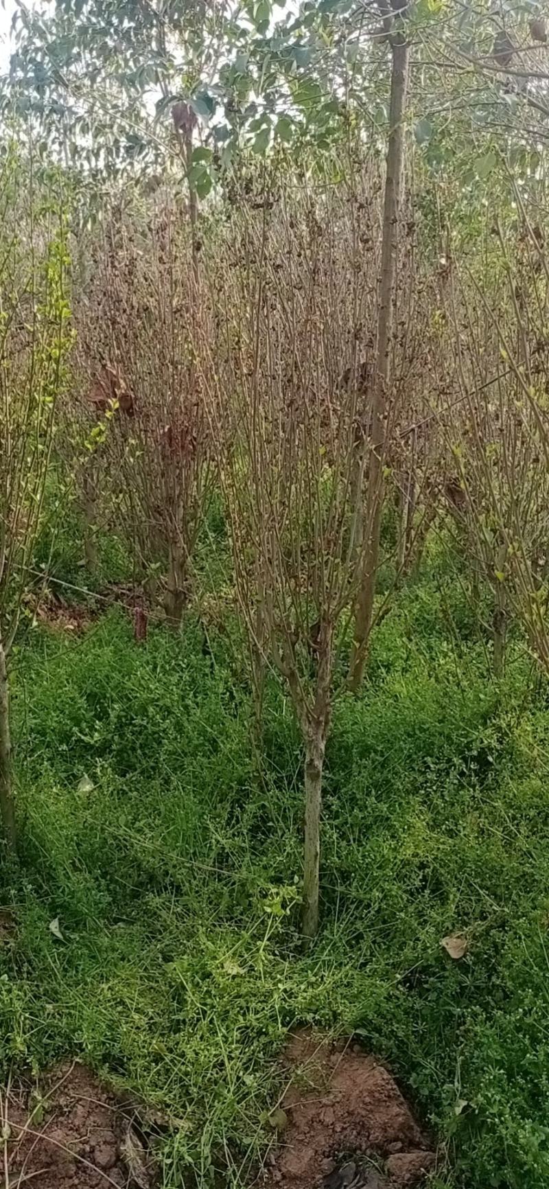 木槿