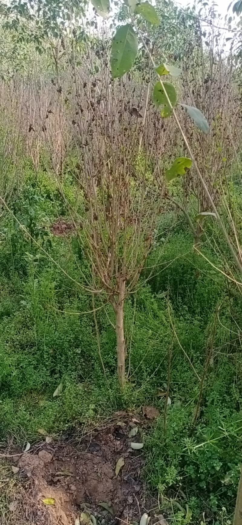 木槿