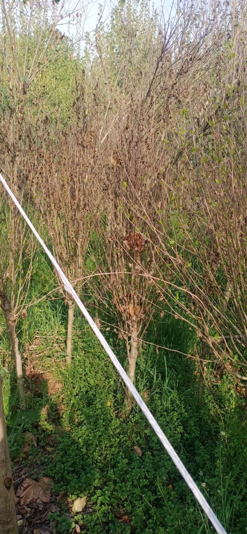 木槿