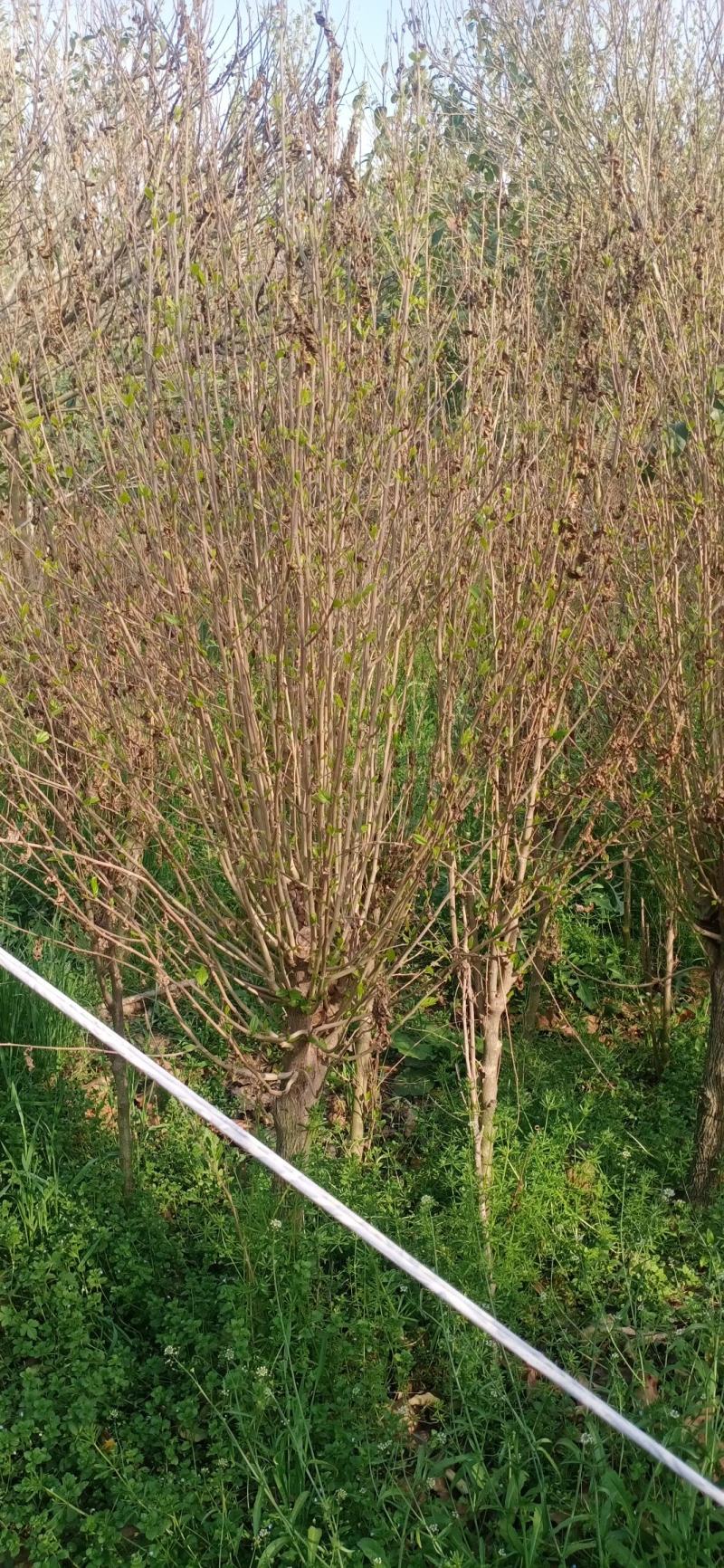 木槿