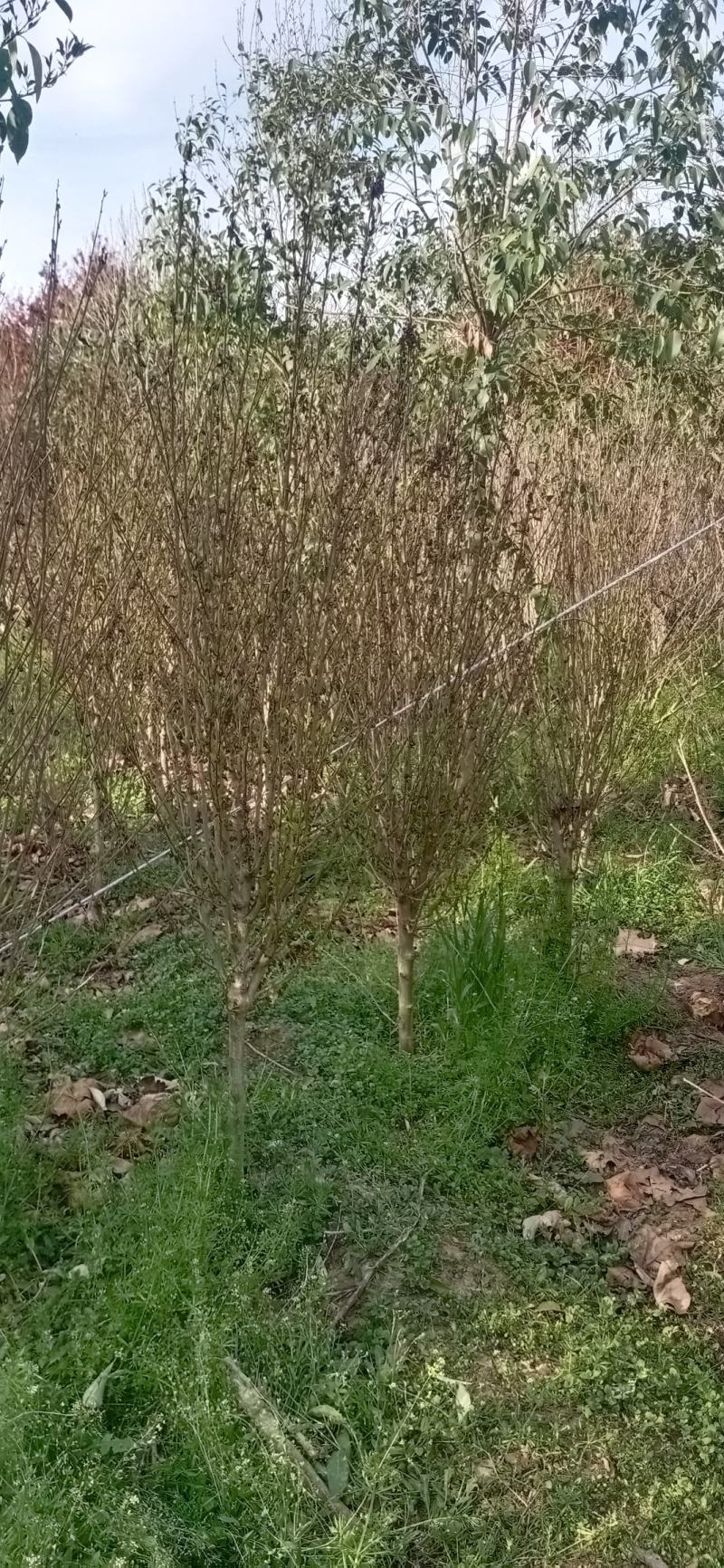 木槿