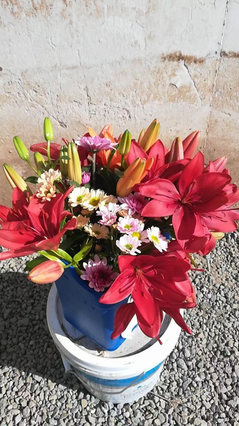 国产亚洲百合种球价格便宜质量好百合花海性价比好