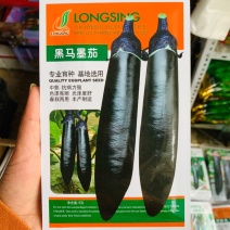 黑马墨茄/黑龙春秋茄子种子专业育种春夏秋种植茄子