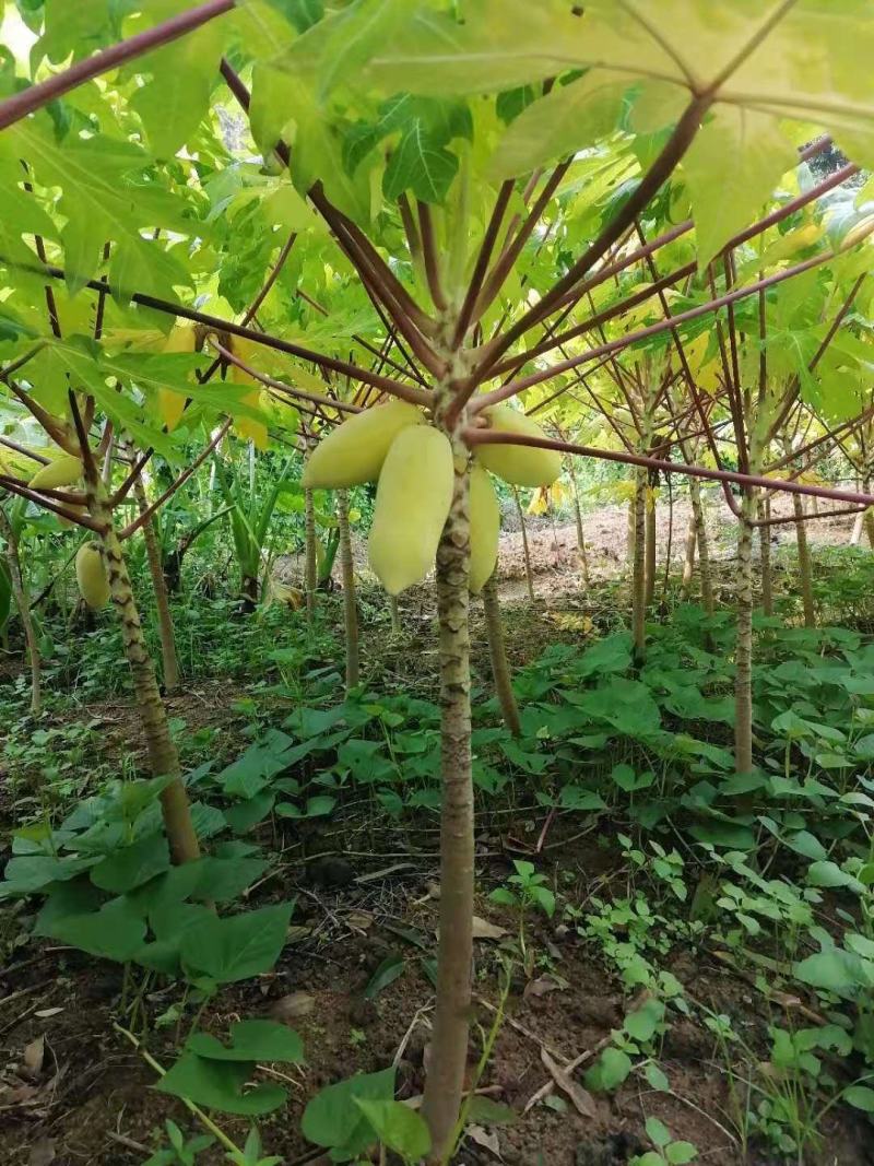 黄金木瓜苗，果子金黄色