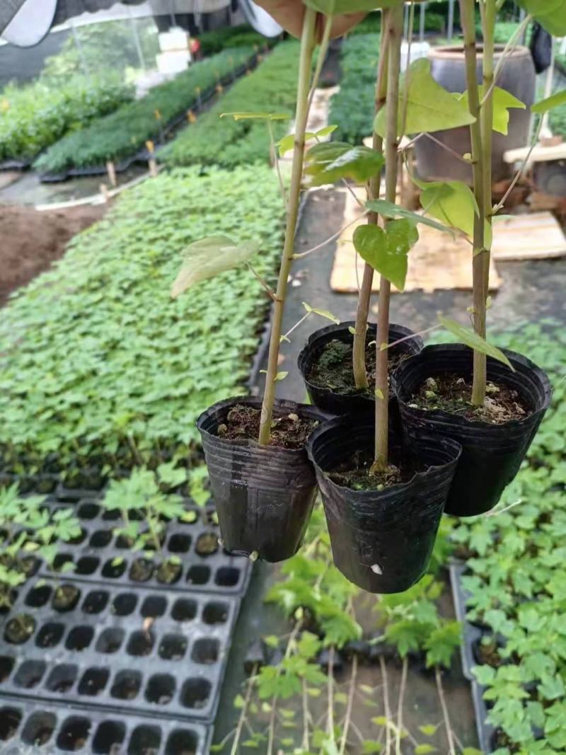 黄金木瓜苗，果子金黄色