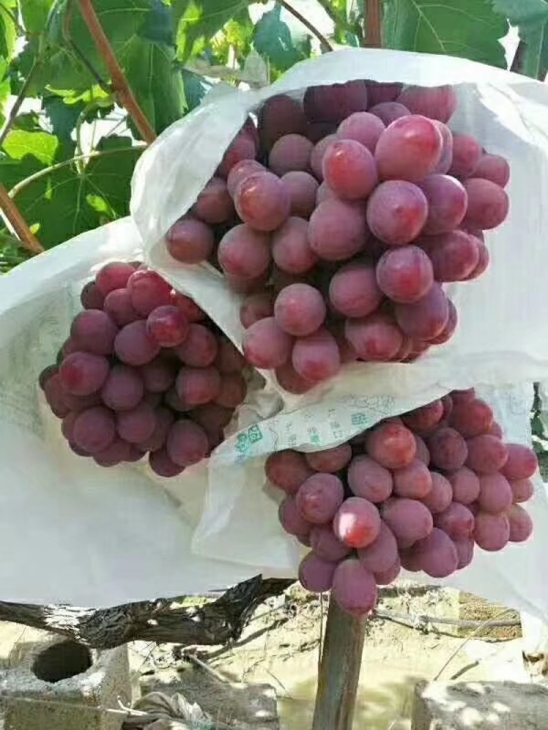 《万人合作商》铲园红提葡萄现货供应欢迎洽谈订购货源足