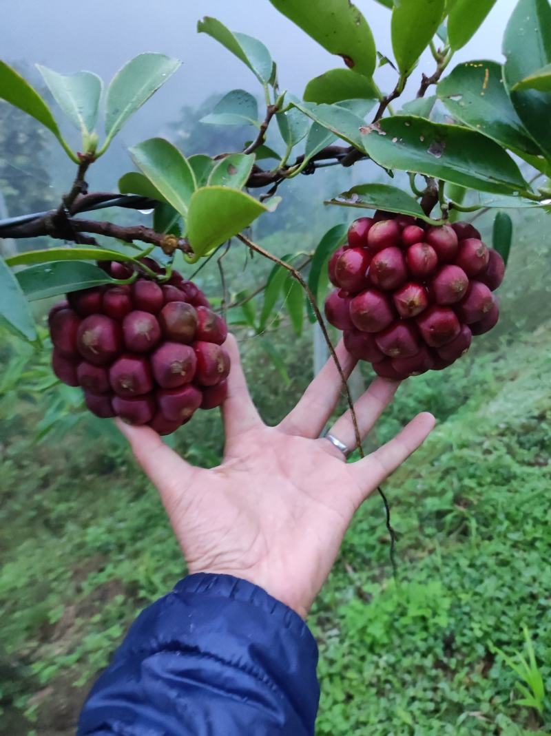 现摘现发，产地直发，一件代发！