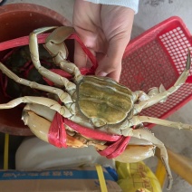 三门鲜活大青蟹大红膏蟹按大小只公母红分价格需要请咨询