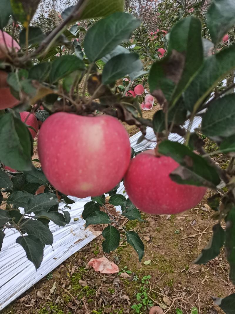 自家苹果，清甜爽口，汁多味美，当天发货。