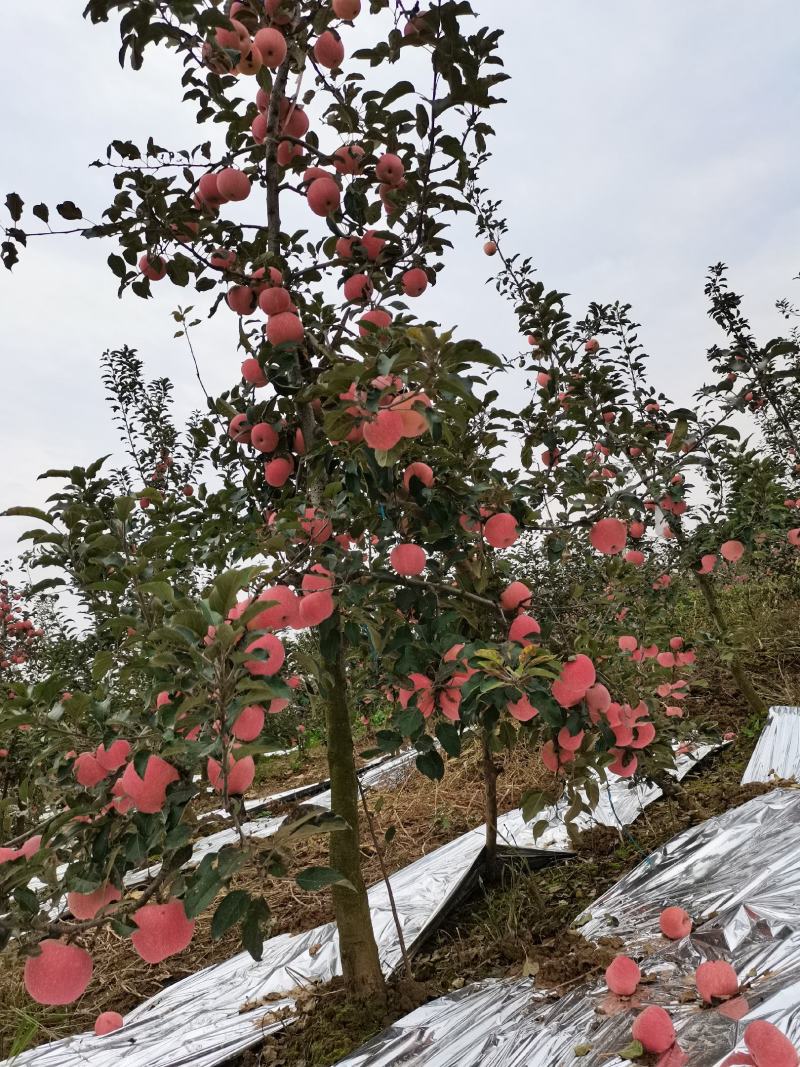 自家苹果，清甜爽口，汁多味美，当天发货。