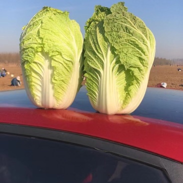 黄心菜
