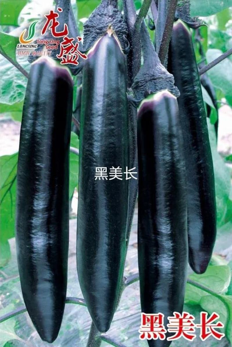 龙盛黑美长高品质茄子种子果皮墨黑光亮黑长茄种子春秋种植