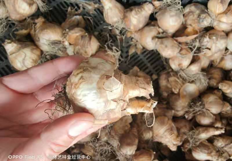 洋水仙种球荷兰进口水仙花种球根水培土培盆栽多年生球根花卉