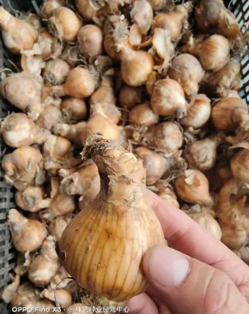 洋水仙种球荷兰进口水仙花种球根水培土培盆栽多年生球根花卉