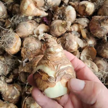 洋水仙种球荷兰进口水仙花种球根水培土培盆栽多年生球根花卉