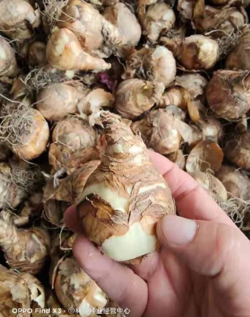 洋水仙种球荷兰进口水仙花种球根水培土培盆栽多年生球根花卉