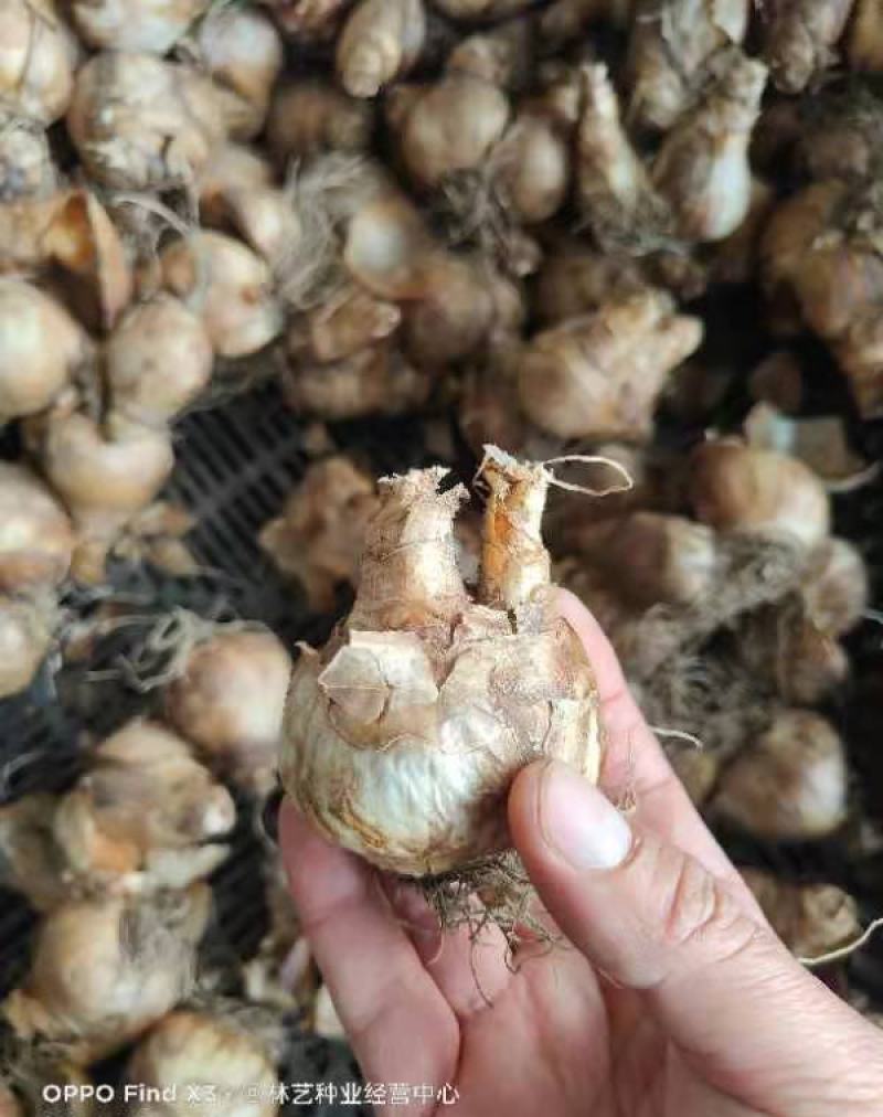 洋水仙种球荷兰进口水仙花种球根水培土培盆栽多年生球根花卉