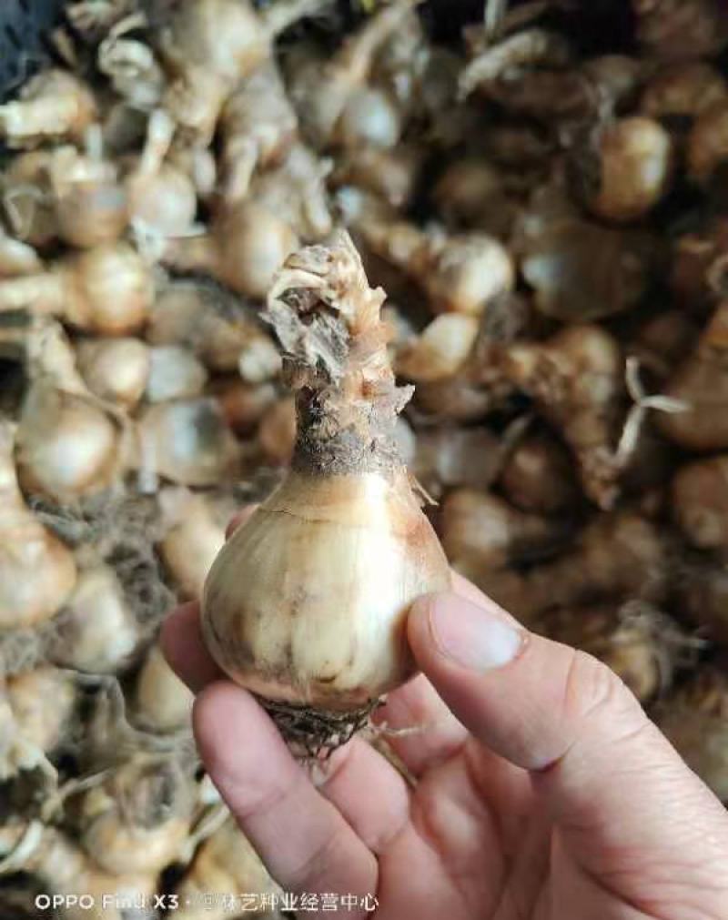 洋水仙种球荷兰进口水仙花种球根水培土培盆栽多年生球根花卉