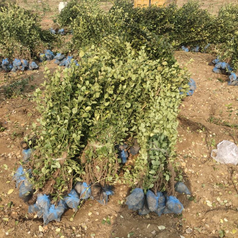 卫矛绿篱，50-70卫矛绿篱，卫矛基地直发