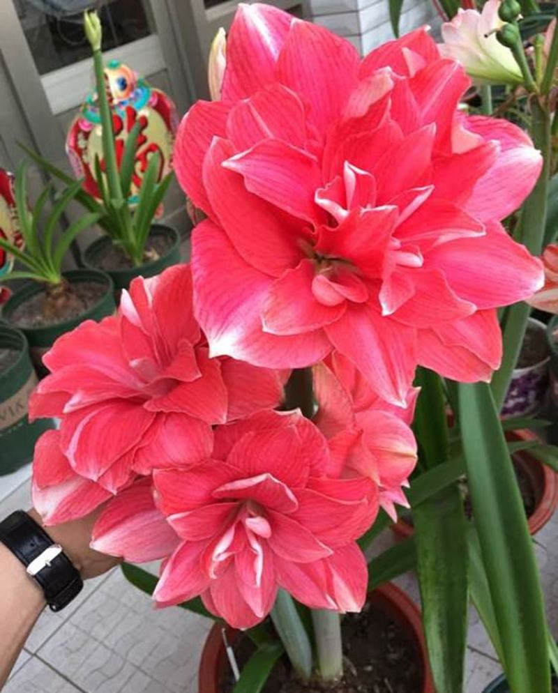 朱顶红种球荷兰重瓣室内盆栽花卉四季开花室外大球根易种活