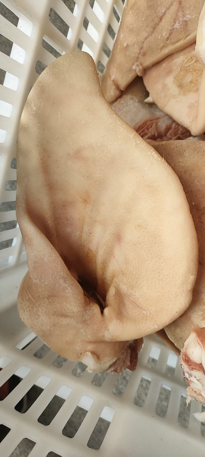 厂家猪耳朵鲜货，大量供应，实物拍摄，常年供应，资质齐全