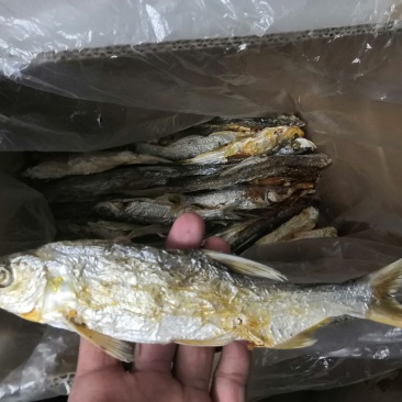 野钓翘嘴鱼干，红尾鱼干